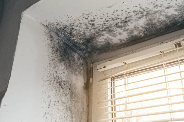 Affordable Mold Cleanup solutions in McKinney, TX