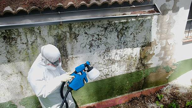 Trusted Mold Removal service in McKinney, TX - Cheap Mold Removal